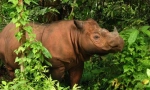 12 Cele mai neobișnuite animale care trăiesc în pădurea tropicală