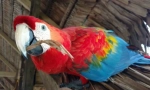 5 Fapte interesante despre papagalii din ara