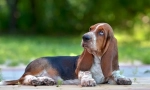 6 Calități ale basset hound cine va fi neplăcut, veți surprinde