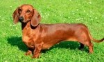 6 Semne că dachshunds sunt departe de simpbaturile drăguțe și inofensive