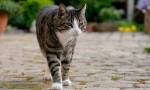 7 Pericole care așteaptă o pisică domestică pe stradă