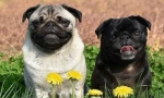 8 La naiba, datorită căruia îi reamintește pugs de merry, dar bine vechi