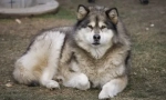 8 Câini care seamănă cu husky