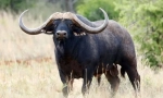 Buffalo african