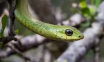 Boomslang african