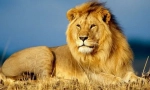 African lev