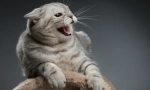 Cat agresiune: cauze de aspect, simptome și rezolvarea problemei