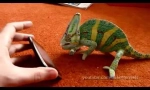 Iphone și chameleon