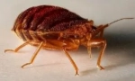 Algoritmul de acțiune după prelucrare de la bedbugs