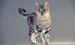 American shorthair pat (foto): feline long-ficat