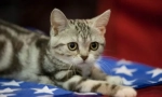 American shorthair cat