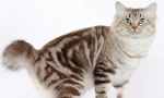 American bobtail