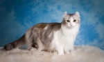 American curl