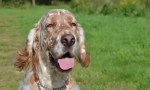 English setter