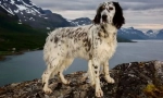 English setter