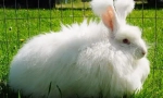 Angora rabbit: cele mai interesante fapte