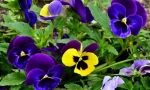 Pansies sau violet