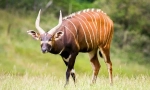 Antilope bongo