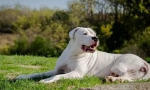 Câine argentinian (mastiff)