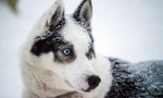 Arctic husky