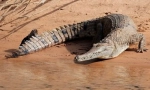Crocodile de apă dulce australiene
