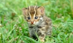 Asian leopard cat: muzică tropical hunter