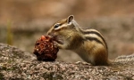 Asiatic chipmunk
