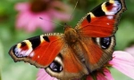 Butterfly peacock eye