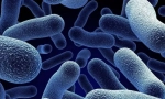 Bacterii