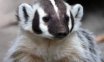 American badger