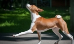 Basenji (foto): vânător liniștit, prieten vesel și energic
