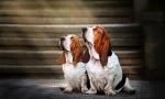 Basset hound (foto): un vânător norocos și un umorist real