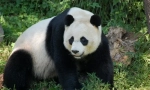 White panda
