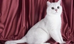 Pisicile britanice albe