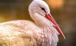Stork alb