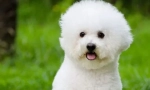 Bichon frieze