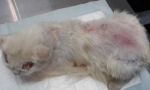 Dermatită de purici la pisici: simptome și tratament