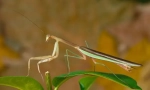 Mantis chinez