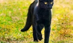 Bombay cat (foto): panther acasă în miniatură