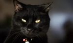 Bombay cat
