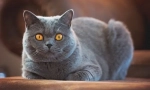 British shorthair cat