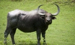 Buffalo asiatic sălbatic