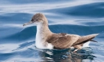 Petrel
