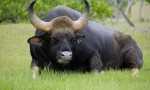 Bulls-giganti