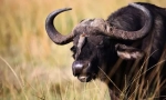 Bulls și buffaloes eurasia