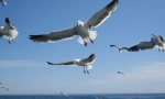 Seagulls