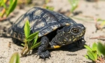 Turtle marsh european