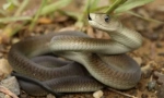 Mamba neagra