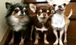 Chihuahua: istoria numelui de reproducere