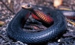 Șarpe negru